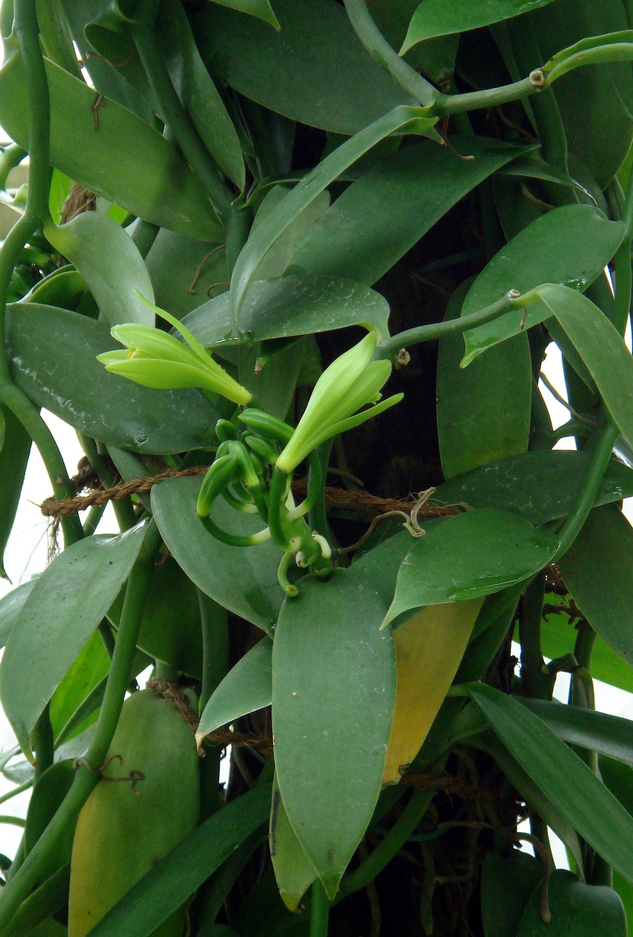 Vanilla planifolia Jackson ex Andrews